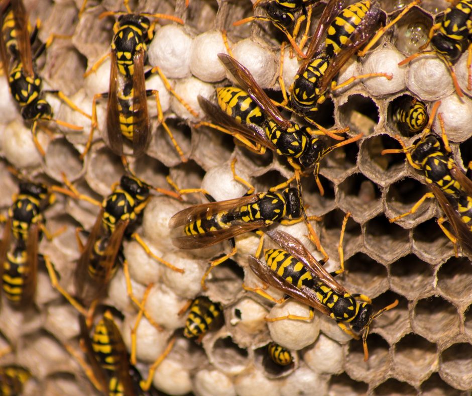 Bee Hive Vs Wasp Nest - How To Tell The Difference