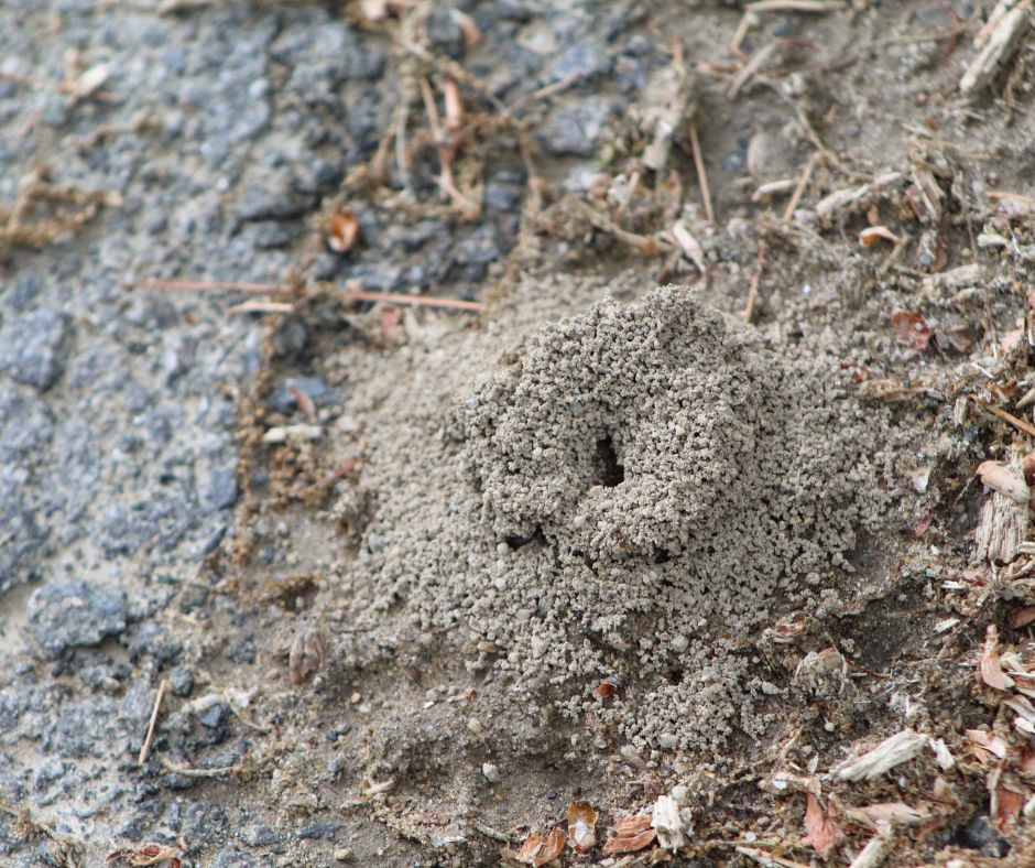 The best way to get rid of ants in lawn is through a proactive approach. Make sure you monitor your lawn regularly