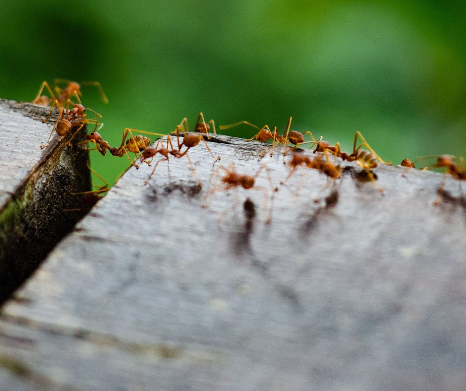 The best way to get rid of ants in lawn is through a proactive approach. Make sure you monitor your lawn regularly