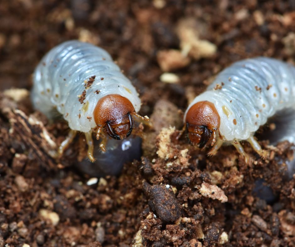 If you are looking for the Best Treatment To Control Grubs in Lawn - this article will give you a few options from DIY to commercial treatments.