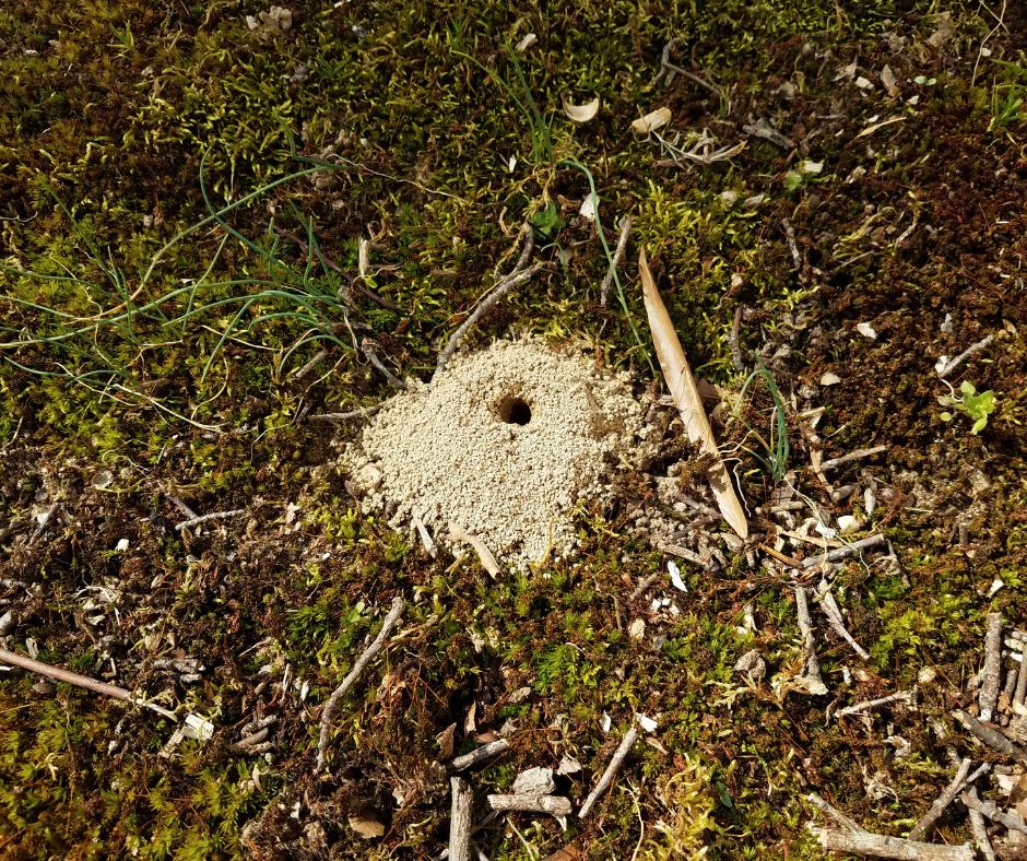 Holes in your lawn can be frustrating, but by identifying the cause of the holes and creating a plan, you can restore your yard!