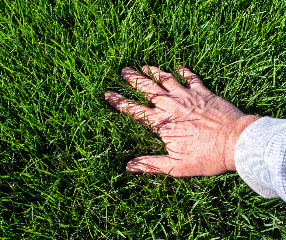 In this guide, we’ll help you find the best summer lawn fertilizer based on your type of grass, climate, and lawn conditions.