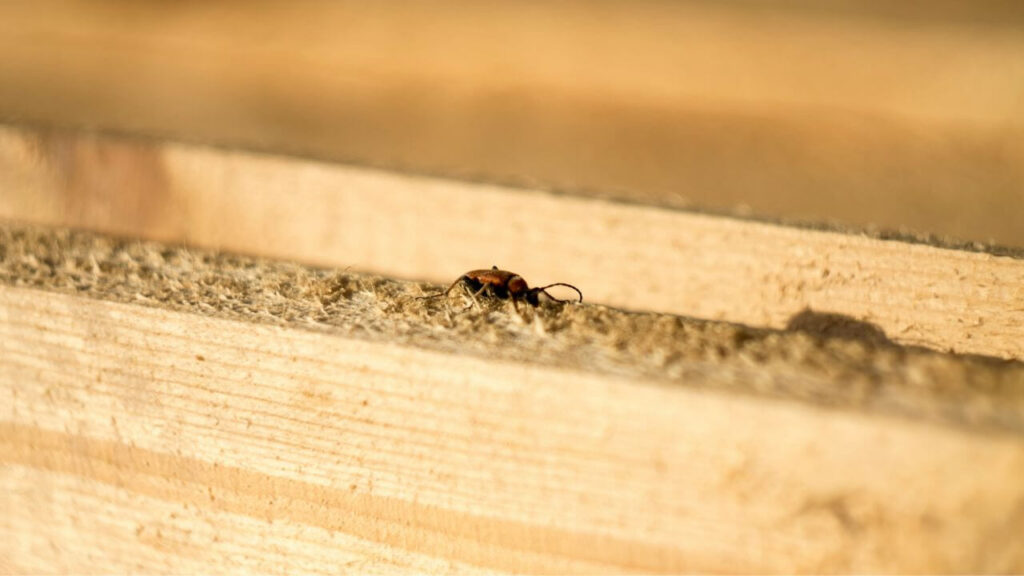 termite damage repair