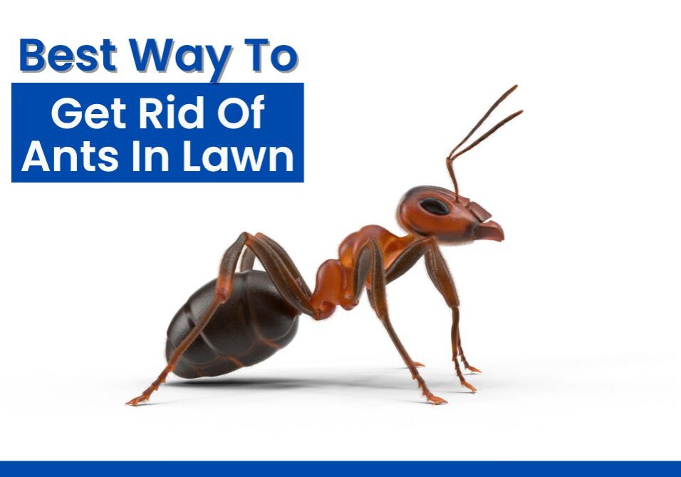 The best way to get rid of ants in lawn is through a proactive approach. Make sure you monitor your lawn regularly
