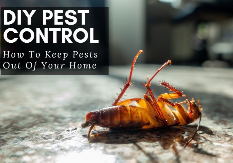These DIY pest control ideas can help you keep the pests away without resorting to harsh and potentially dangerous chemicals in your home.