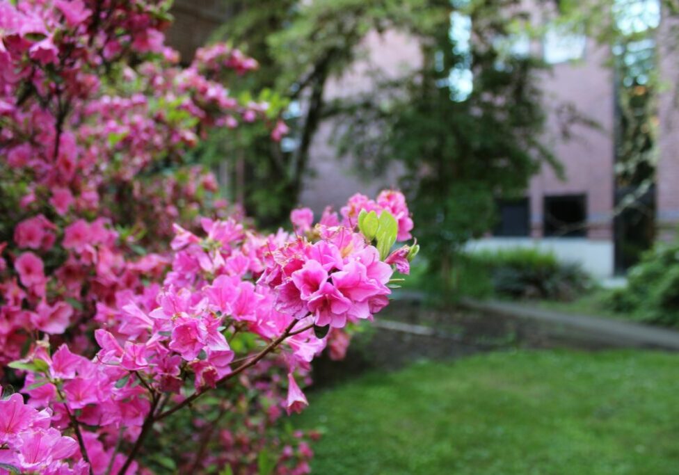 Optimize your landscape with the Best Regional Plants for Beautiful Landscaping. Learn which greenery thrives best in your climate.